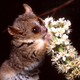 Image: Duke Lemur Center